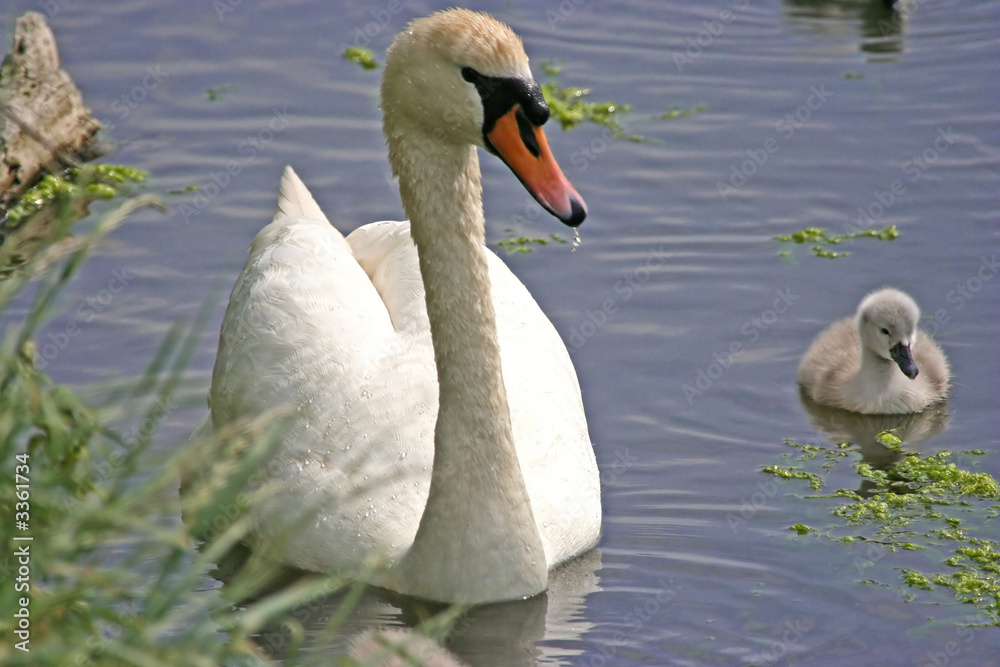 Obraz premium swan with signet