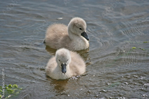 two signets