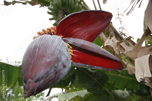 banana plant