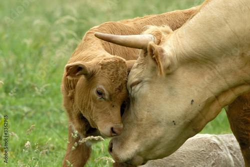 vache et son petit veau