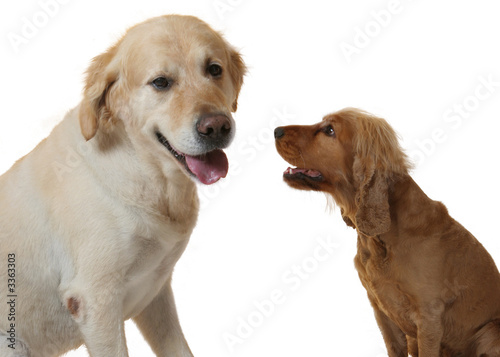 retriever und cocker spaniel