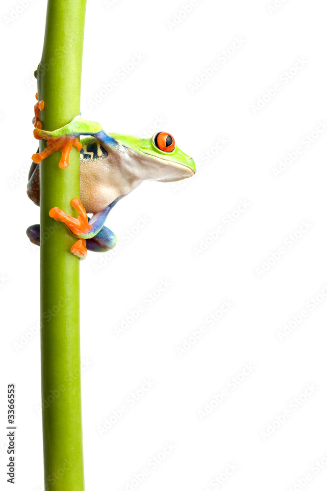 Fototapeta premium frog on plant stem isolated