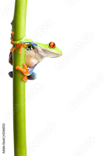 frog on plant stem isolated