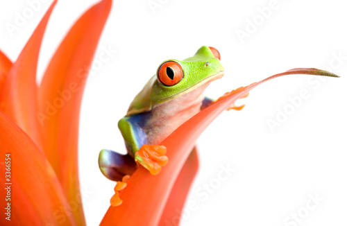 frog on a plant