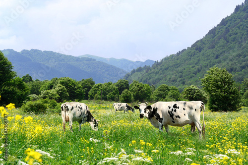 cows and meadow