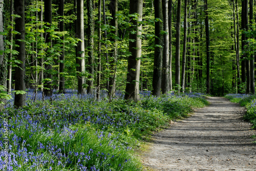 path in forest