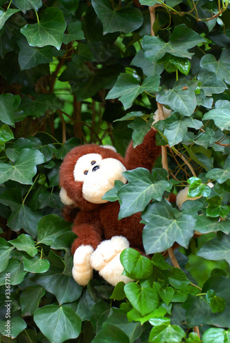 monkey in ivy