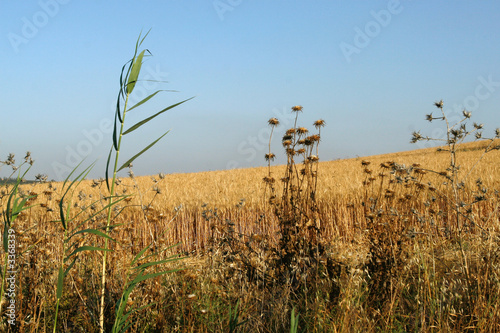 wheat photo