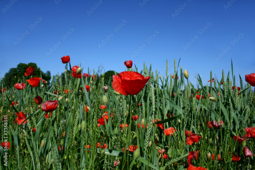 Obraz premium mohn und korn