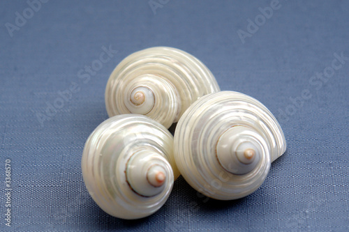 sea shell trio on blue