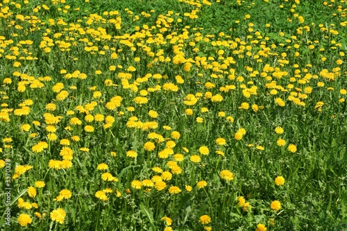  yellow dandelions