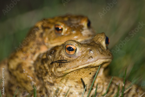 frog barbillon photo