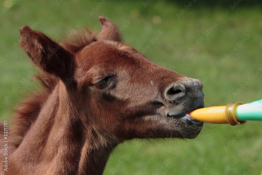 Obraz premium poulain tétant