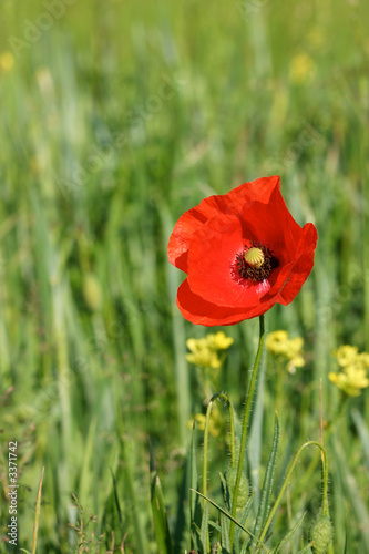 corn poppy flower on the spring meadow