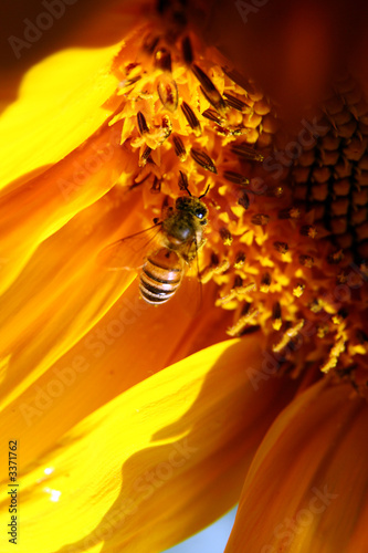 bee
