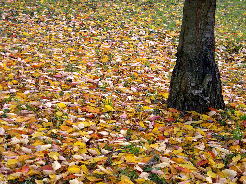 herbstlaub herbstlaub