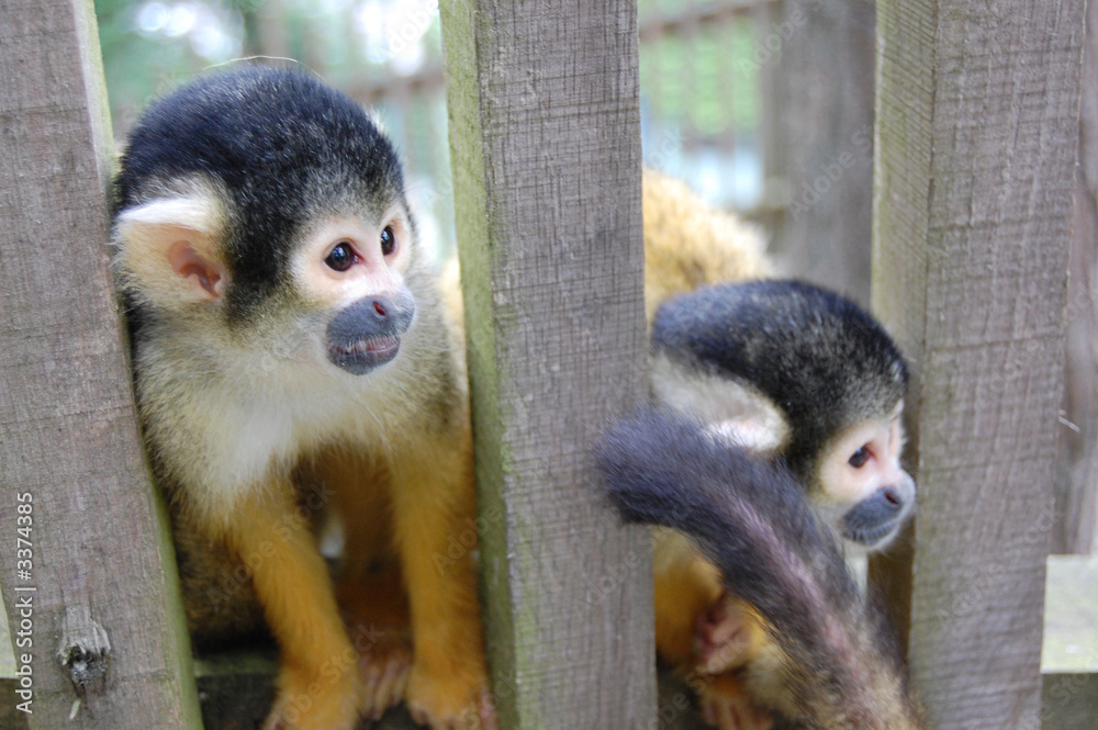 Fototapeta premium monkeys