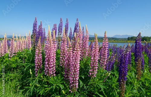 alpine lupins