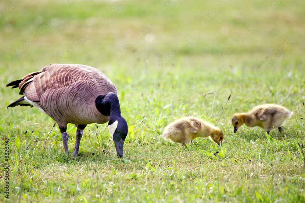 canada goose