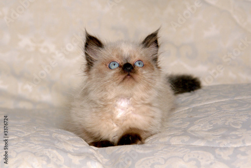 himalayan kitten ii