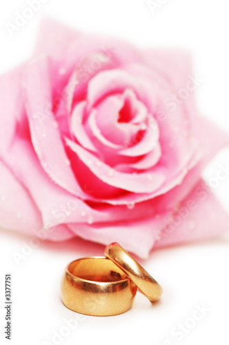 two wedding rings and rose at background