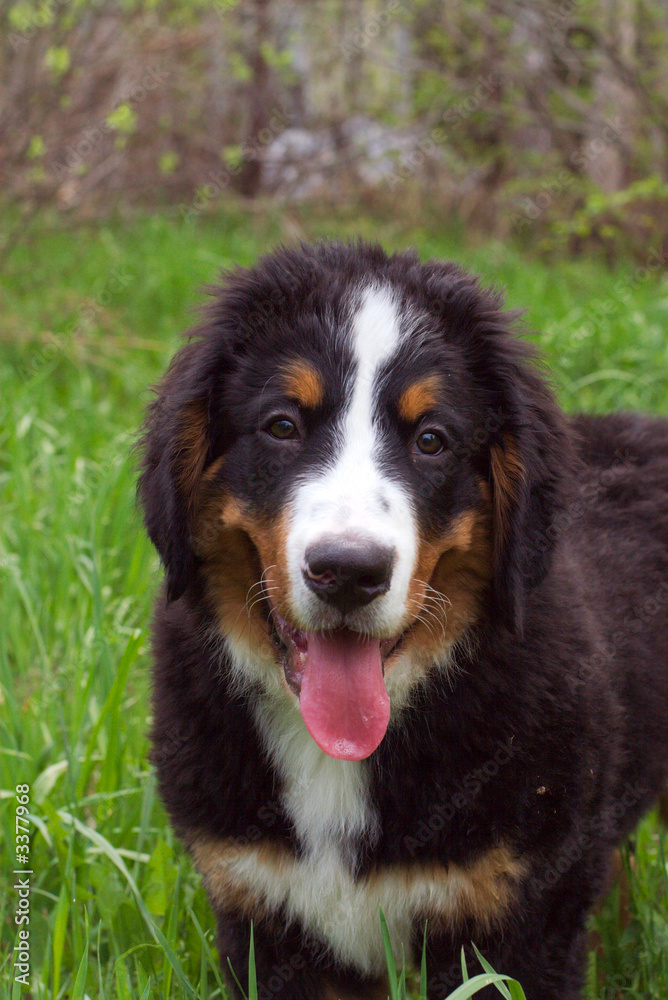 Fototapeta premium puppy bernese mountain dog