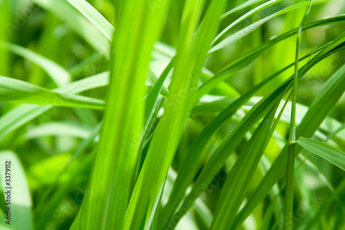gras
