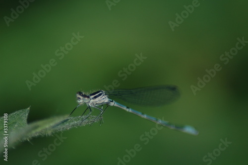 damsel fly,