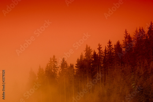 misty forest at sunset