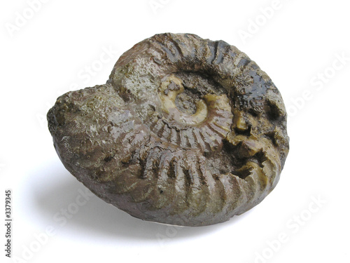 1313 - fossile d'ammonite (détourage inclus)