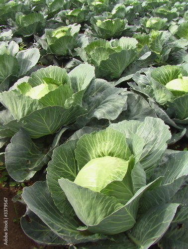 choux quintal d'alsace