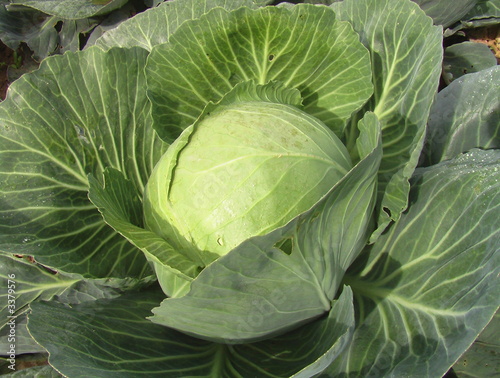 choux quintal d'alsace