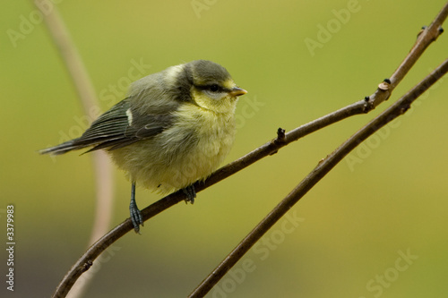 Photos blue tit (parus caeruleus)  - juvenile