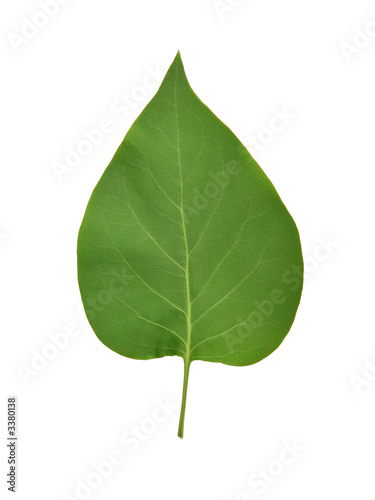 lilac s leaf