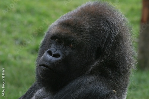 male gorilla 4 © michael luckett
