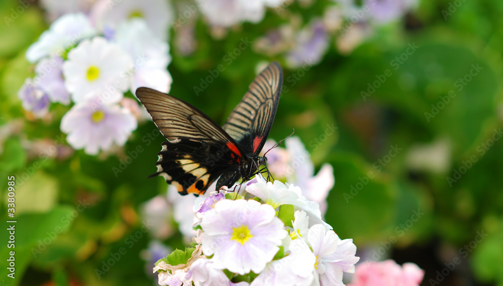 Fototapeta premium butterfly on flower