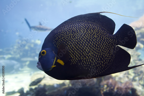 yelloweyefish © Ian Scott