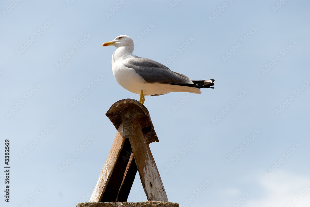 Obraz premium möwe auf dem schornstein