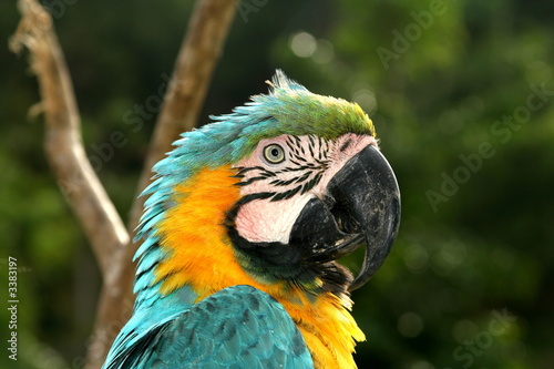 guacamaya colorida