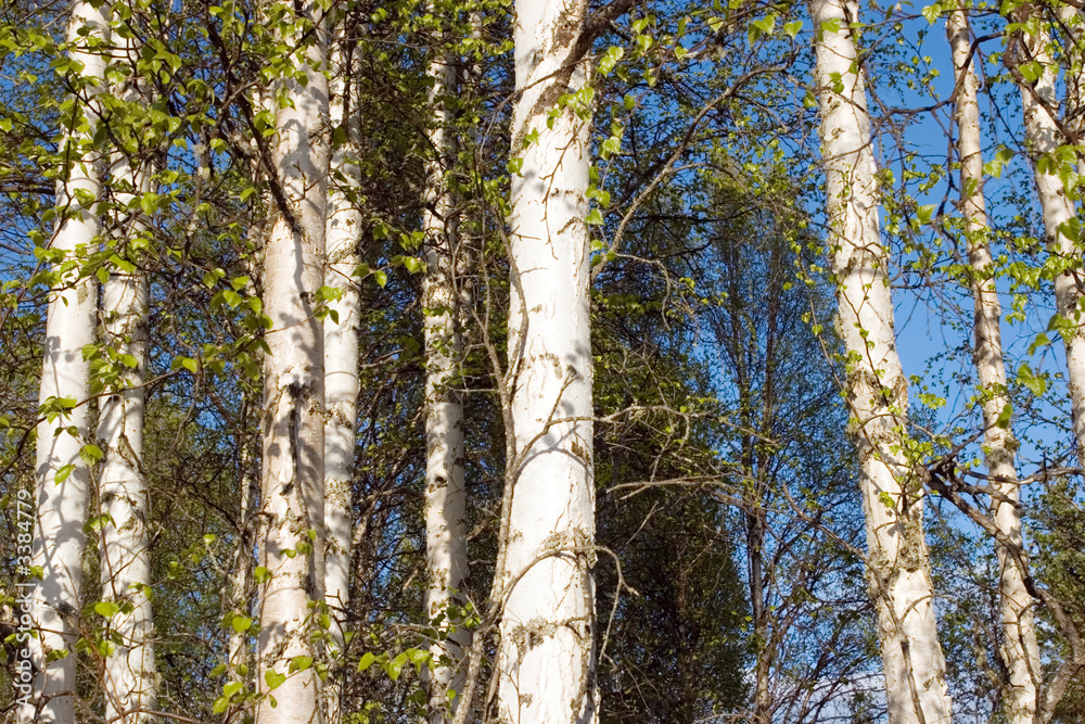 birch trees