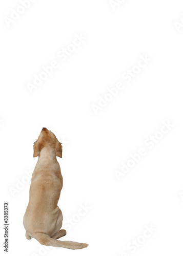 Tegnsætning Gå rundt Manga hund von hinten Stock Photo | Adobe Stock