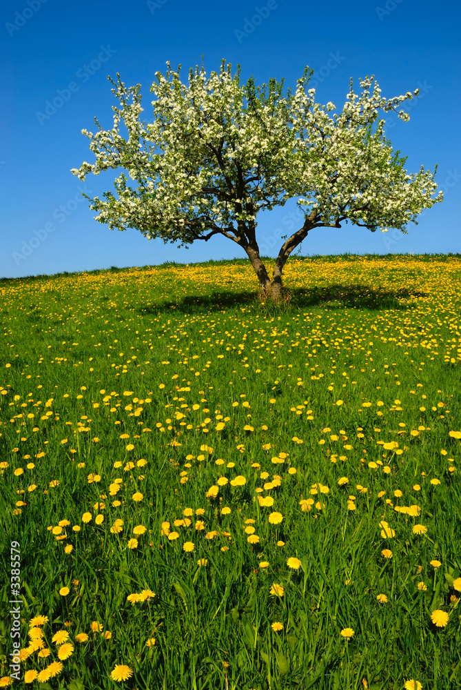 landscape with apple tree