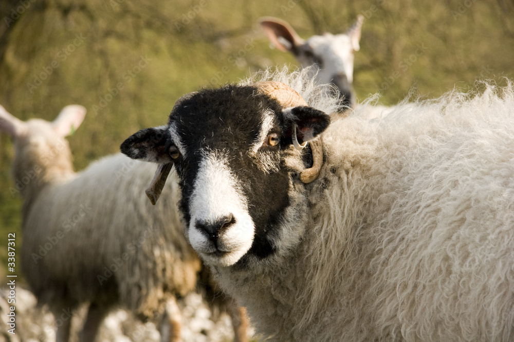 sheep portrait