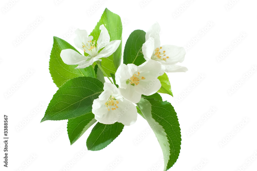 Obraz premium apple-tree blossom