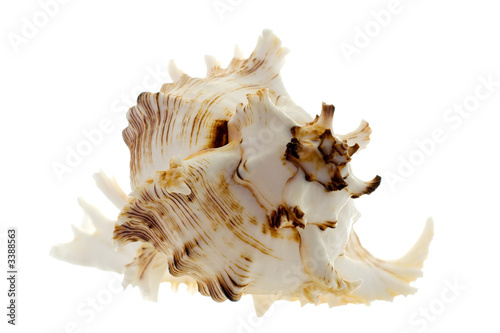 spiral shell on white