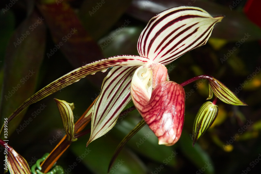 orchids flowers (paphiopedilum sp)
