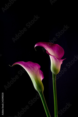 Fotografi purpurfarbene calla lilien
