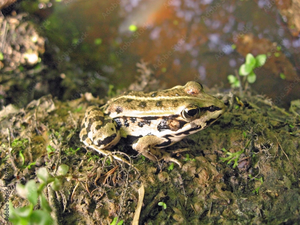 frog frog
