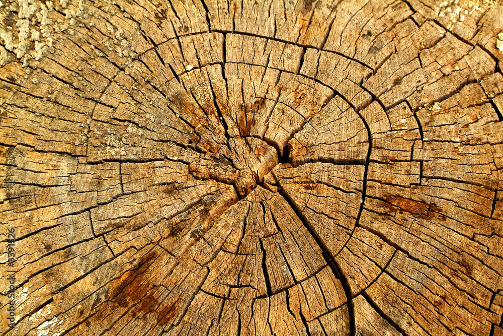 Fototapeta premium annual rings