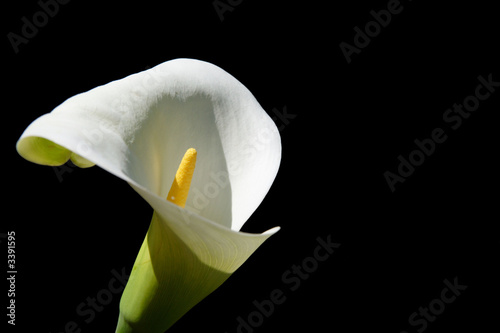 arum 4 photo